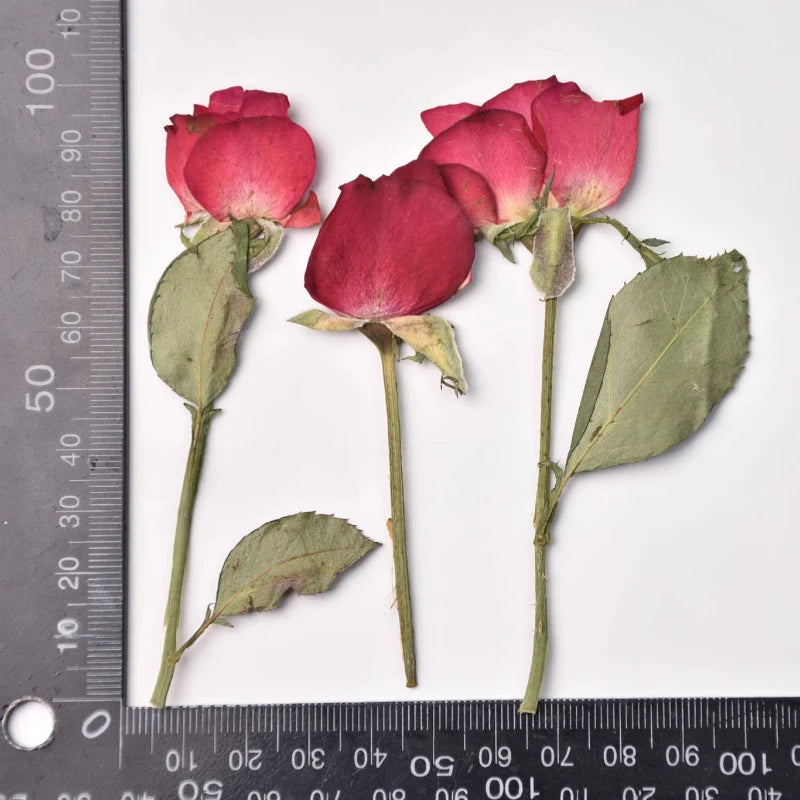 12pcs,Rose Petals Real Pressd Flower,dry Flower Material DIY Epoxy Coaster Plant Photo Frame Festival Bookmark Flower Ornament