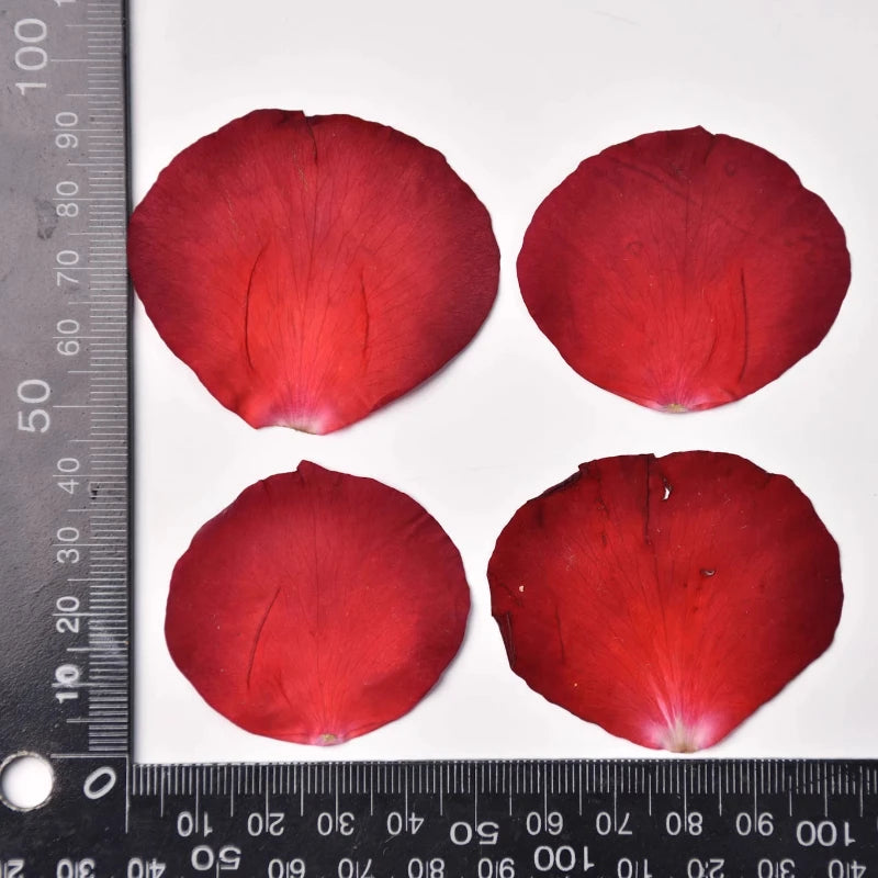12pcs,Rose Petals Real Pressd Flower,dry Flower Material DIY Epoxy Coaster Plant Photo Frame Festival Bookmark Flower Ornament